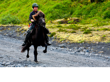 Riding with the Herd in Iceland 